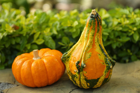 Whole ripe pumpkins on stone curb outdoorsの写真素材
