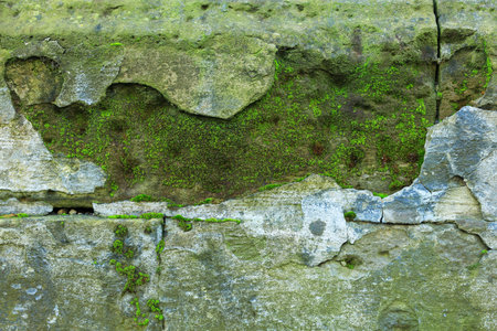Stone wall with green moss as background, closeupの写真素材