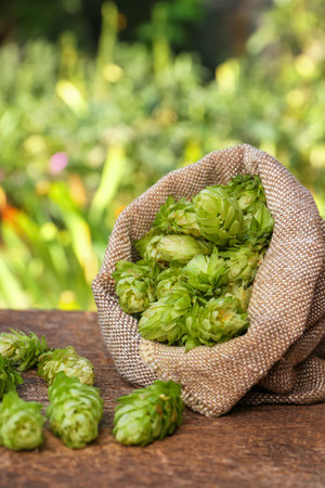 Sack and fresh hops on wooden table outdoorsの写真素材