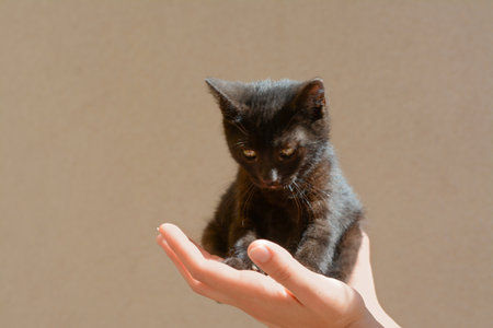 Woman holding black kitten against beige wall, closeup. Space for textの写真素材
