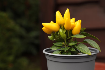 Capsicum annuum plant. Potted yellow chili pepper outdoors on blurred background, closeup. Space for...