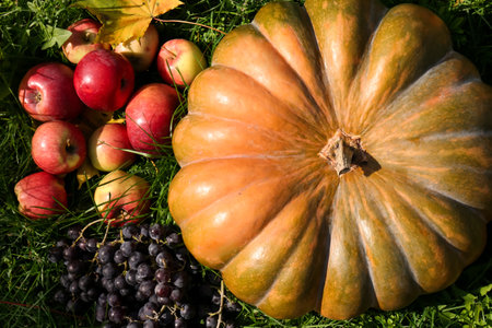 Ripe pumpkin, fruits and maple leaves on green grass outdoors, flat lay. autumn harvestの写真素材