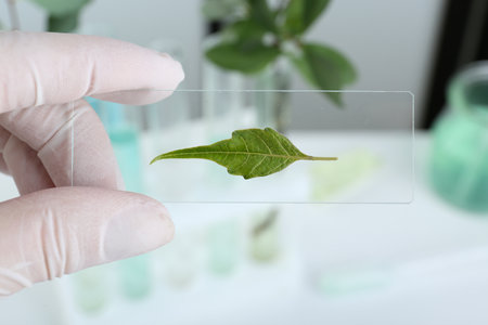 Scientist holding glass slide with leaf in laboratory, closeupの写真素材
