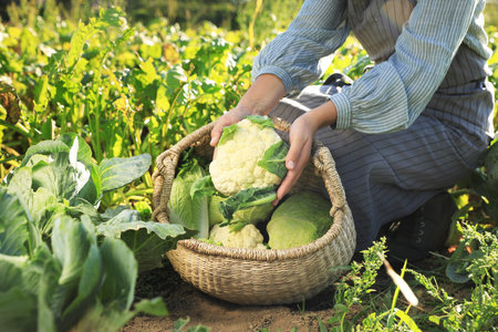 Woman harvesting fresh ripe cabbages on farm, closeupの写真素材