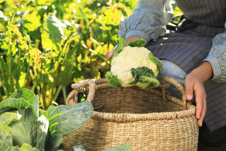 Woman harvesting fresh ripe cauliflower on farm, closeupの写真素材