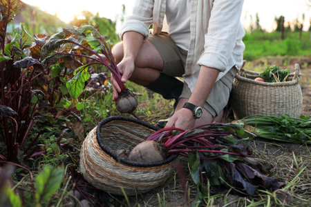 Man harvesting fresh ripe beets on farm, closeupの写真素材