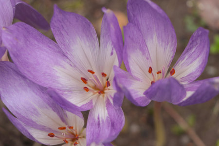 Beautiful autumn crocus flowers growing outdoors, closeupの写真素材