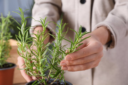 Woman taking care of aromatic potted rosemary indoors, closeupの写真素材