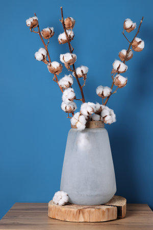 Cotton branches with fluffy flowers in vase on wooden table against light blue backgroundの写真素材