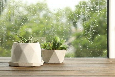 Potted succulents near window on rainy day. Space for textの写真素材