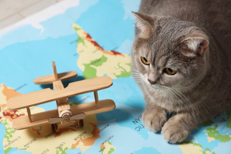 Cute cat and toy plane on world map, closeup. Travel with pet conceptの写真素材