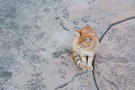 Lonely stray cat on stone surface outdoors, space for text. homeless petの写真素材