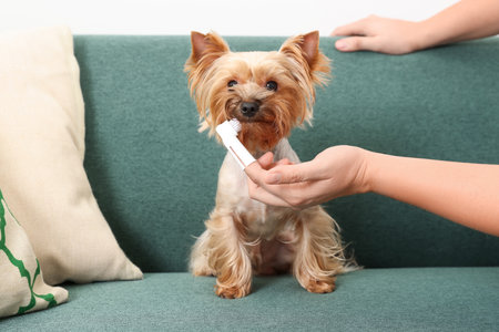 Man brushing dog's teeth on couch, closeupの写真素材