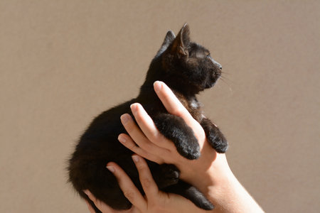 Woman holding black kitten against beige wall, closeupの写真素材