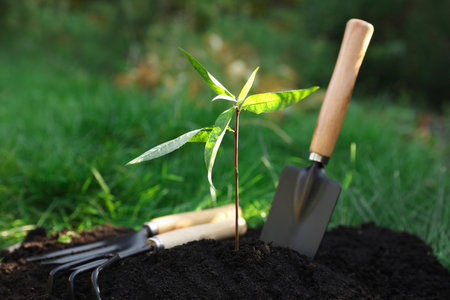 Seedling growing in fresh soil and gardening tools outdoors. planting treeの写真素材