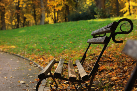 Wooden bench, pathway and fallen leaves in beautiful park on autumn day. Space for textの写真素材