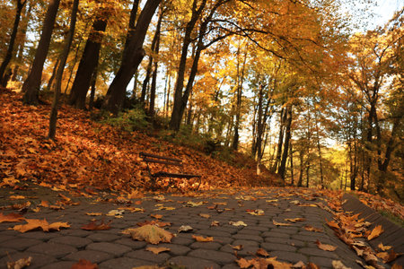 Beautiful yellowed trees and paved pathway in parkの写真素材