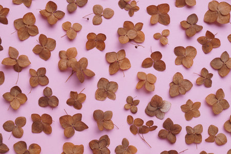 Flat lay composition with dried hortensia flowers on pink background