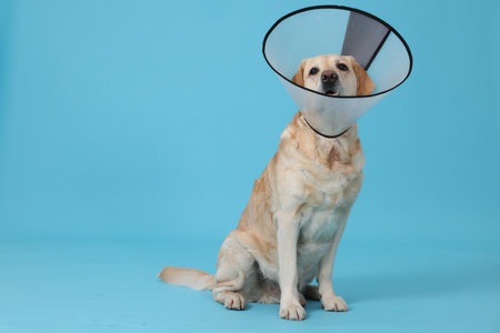 Cute Labrador Retriever with protective cone collar on light blue background. Space for textの写真素材