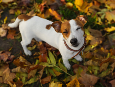 Beautiful Jack Russell Terrier in dog collar on fallen leaves outdoorsの写真素材