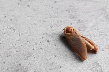 Brown common clothing moth on gray textured background, space for textの写真素材