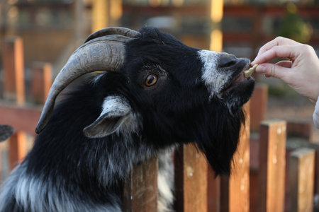 Woman feeding cute goat in zoo, closeupの写真素材