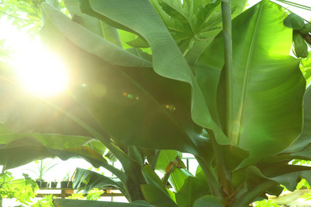 Banana tree with green leaves growing outdoors, closeupの写真素材