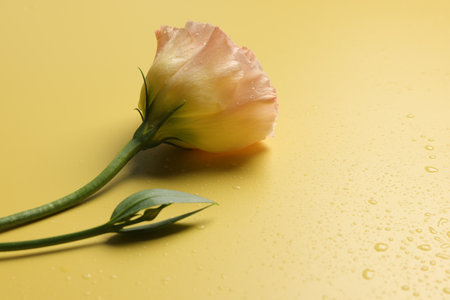 Beautiful eustoma flower with water drops on yellow background, closeup. Space for textの写真素材