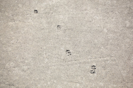 Cat paw prints on concrete road outdoorsの写真素材