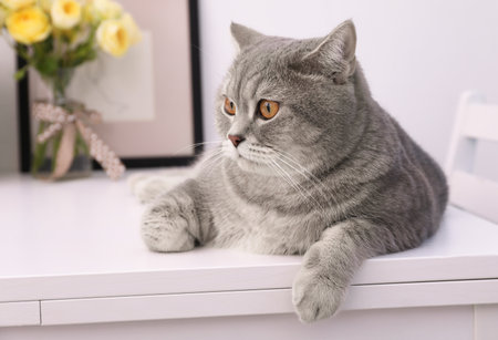 Cute Scottish straight cat lying on white table at homeの写真素材