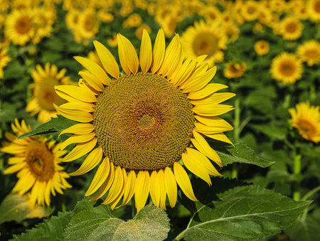 Beautiful sunflowers growing in the field on a sunny dayの写真素材