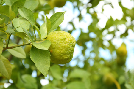 Fresh ripe trifoliate orange growing on tree outdoors, closeup. Space for textの写真素材