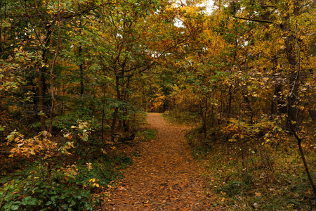 Pathway with many fallen leaves between beautiful trees in autumn park