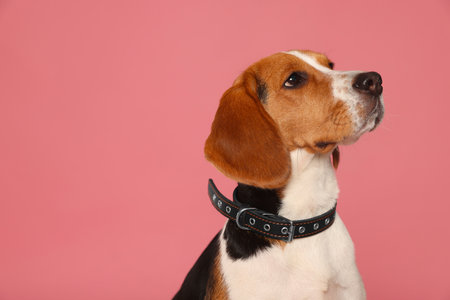 Adorable Beagle dog in stylish collar on pink background. Space for textの写真素材
