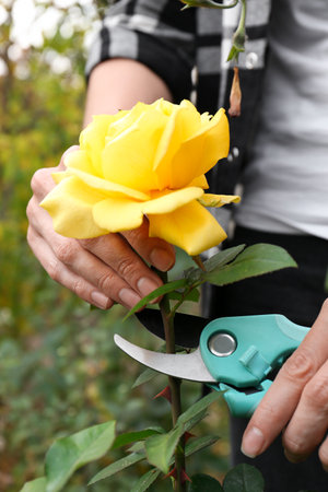Woman pruning beautiful rose stem by secateurs in garden, closeupの写真素材