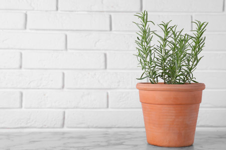 Beautiful green potted rosemary on white marble table near brick wall, space for textの写真素材