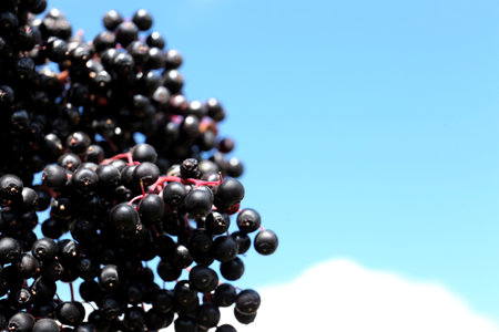 Tasty elderberries (Sambucus) growing against beautiful sky, closeup. Space for textの写真素材
