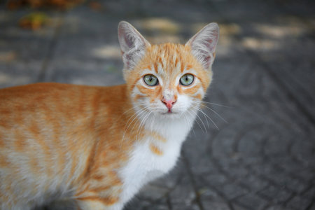 Stray cat on city street, closeup. homeless animal