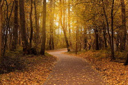 Many beautiful trees and pathways with fallen leaves in autumn park