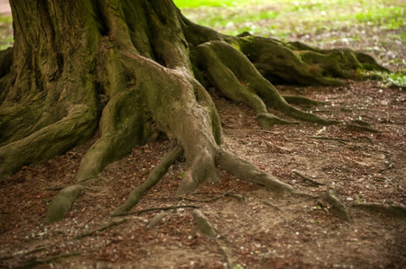 tree roots visible through soil in forest