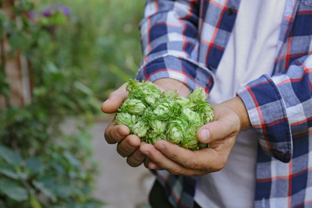 Man holding fresh green hops outdoors, closeupの写真素材