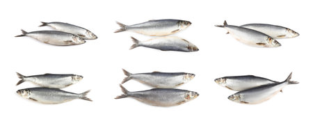 Set with tasty salted herrings on white background. banner designの写真素材