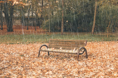 Wooden bench and fallen autumn leaves in park on rainy day