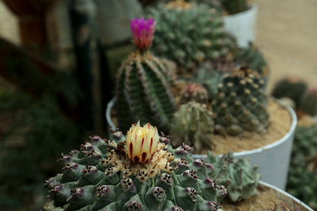 Different beautiful cacti in pots outdoors, closeup view