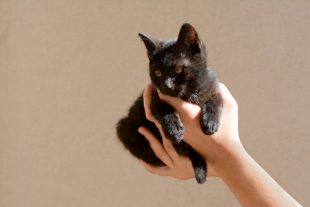 Woman holding black kitten against beige wall, closeup. Space for textの写真素材