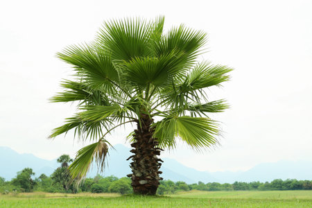 Tropical palm tree with beautiful green leaves outdoorsの写真素材