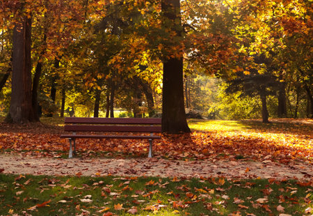 Picturesque view of park with beautiful trees and bench. autumn seasonの写真素材