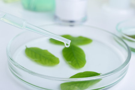 Dripping liquid from dropper onto petri dish with leaf on white table, closeupの写真素材
