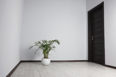 Empty renovated room with potted houseplant and black doorの写真素材