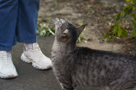 Woman near stray cat outdoors, closeup. homeless animal